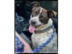 Adopt Blue a Black - with White American Pit Bull Terrier / Boxer / Mixed dog in