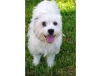 Adopt Snoopy a White Terrier (Unknown Type, Medium) / Mixed dog in Miami