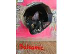 Adopt Balsamic a Manx / Mixed (short coat) cat in Fulton, TX (40870585)
