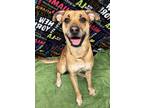 Adopt Buttercup a Brindle Boxer / Mixed Breed (Medium) / Mixed (short coat) dog