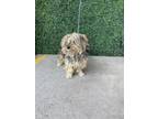 Adopt Minimi a Brown/Chocolate Miniature Poodle / Mixed dog in El Paso