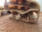 Adopt Gecko 2 a Gecko reptile, amphibian, and/or fish in Norwalk, CT (40778021)