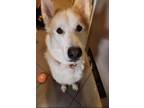 Adopt Jack the gentleman! a Tan/Yellow/Fawn Husky / Mixed dog in Langley