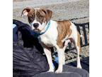 Adopt Tundra a Brown/Chocolate Boxer / Mixed dog in Merriam, KS (40869260)