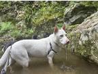 Adopt Enthusiastic & energetic Viggo a Tan/Yellow/Fawn Husky / Cattle Dog /