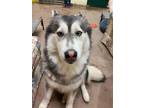 Adopt Playful Penny! a Black - with Gray or Silver Husky / Mixed dog in Langley