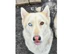 Adopt Tia a White Husky / Mixed Breed (Medium) / Mixed (short coat) dog in