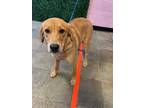 Adopt 55417391 a Red/Golden/Orange/Chestnut Golden Retriever / Mixed dog in El