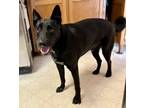 Adopt SCOUT by a Black - with White German Shepherd Dog / Labrador Retriever /