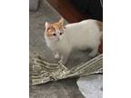 Adopt Nemo a Orange or Red Tabby Domestic Mediumhair (medium coat) cat in