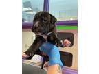 Adopt 55416833 a White Shar Pei / Mixed dog in El Paso, TX (40868002)