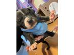 Adopt 55416826 a White Shar Pei / American Pit Bull Terrier / Mixed dog in El