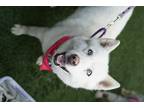 Adopt Snow a White Husky / Samoyed / Mixed dog in Los Angeles, CA (40868439)