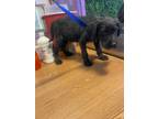 Adopt 55416958 a Black Border Terrier / Mixed dog in El Paso, TX (40868007)