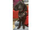 Adopt Lucky #10 a Black Poodle (Miniature) / Mixed Breed (Medium) / Mixed (short