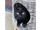 Adopt Missy a All Black Domestic Shorthair / Mixed Breed (Medium) / Mixed (short