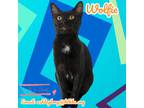 Adopt Wolfie a Domestic Shorthair / Mixed (short coat) cat in Nashville