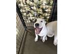 Adopt 55416820 a Black Shar Pei / American Pit Bull Terrier / Mixed dog in El