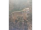 Adopt Sunshine a Tan/Yellow/Fawn - with White Carolina Dog / Mixed dog in
