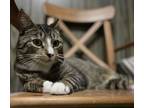 Adopt Dean a Tan or Fawn Tabby Domestic Shorthair (short coat) cat in