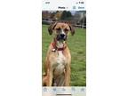 Adopt Ceasar a Black - with Tan, Yellow or Fawn Boxer / Labrador Retriever /