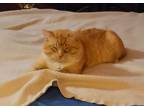 Adopt Thor a Orange or Red American Shorthair / Mixed (short coat) cat in