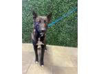 Adopt Bear a Black Border Terrier / Mixed dog in El Paso, TX (40866755)