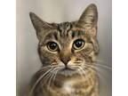 Adopt Lucy a Brown Tabby Tabby (short coat) cat in Sheridan, WY (40866351)