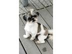 Adopt Rex a White - with Brown or Chocolate Shih Tzu / Mixed dog in Palos Verdes