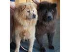 Adopt Blue & Whit a Gray/Blue/Silver/Salt & Pepper Chow Chow / Mixed dog in