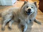 Adopt Sunny a Tan/Yellow/Fawn Chow Chow / Mixed dog in Atlanta, GA (40866127)