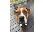 Adopt Norman a Tan/Yellow/Fawn - with White Boxer / Mixed dog in Davis