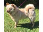 Adopt Harper a Tan/Yellow/Fawn Chow Chow / Mixed dog in Atlanta, GA (40865756)