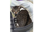 Adopt Speck a Brown Tabby Domestic Shorthair / Mixed Breed (Medium) / Mixed