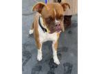 Adopt Ham a Brown/Chocolate Boxer / Mixed Breed (Medium) / Mixed (short coat)