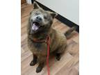 Adopt Bear a Black - with Gray or Silver Chow Chow / Mixed dog in Atlanta
