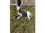 Adopt Burt a White - with Gray or Silver Bull Terrier / Mixed dog in Seguin