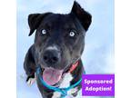 Adopt Bagheera a Brown/Chocolate Mixed Breed (Small) / Mixed Breed (Small) /