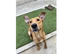 Adopt ELDORADO a Tan/Yellow/Fawn Golden Retriever / Mixed Breed (Medium) / Mixed