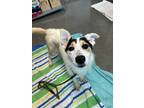 Adopt Reese a Tricolor (Tan/Brown & Black & White) Australian Cattle Dog / Blue