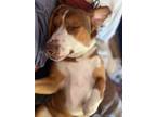 Adopt BUDDY a Tan/Yellow/Fawn - with White Labrador Retriever / Bull Terrier /