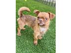 Adopt Gizmo a Pug / Terrier (Unknown Type, Small) / Mixed dog in San Diego