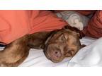 Adopt Hazel a Brown/Chocolate Labrador Retriever / Mixed dog in Regina
