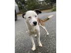 Adopt Kobe a White - with Brown or Chocolate Husky / Alaskan Malamute / Mixed