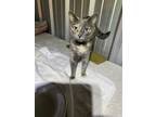Adopt Opal a Cream or Ivory Domestic Shorthair / Mixed cat in Drasco
