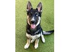 Adopt Phoenix a Black German Shepherd Dog / Mixed Breed (Medium) / Mixed (short