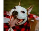Adopt Wonderboy a White Pembroke Welsh Corgi / Bull Terrier / Mixed dog in