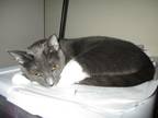 Adopt Dakota a Gray or Blue Siamese (short coat) cat in Wimauma, FL (40563905)