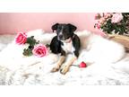 Adopt Myra a Black - with Tan, Yellow or Fawn Beagle / Mixed Breed (Medium) /