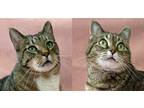 Adopt Luka and Riley a Brown Tabby Domestic Shorthair (short coat) cat in